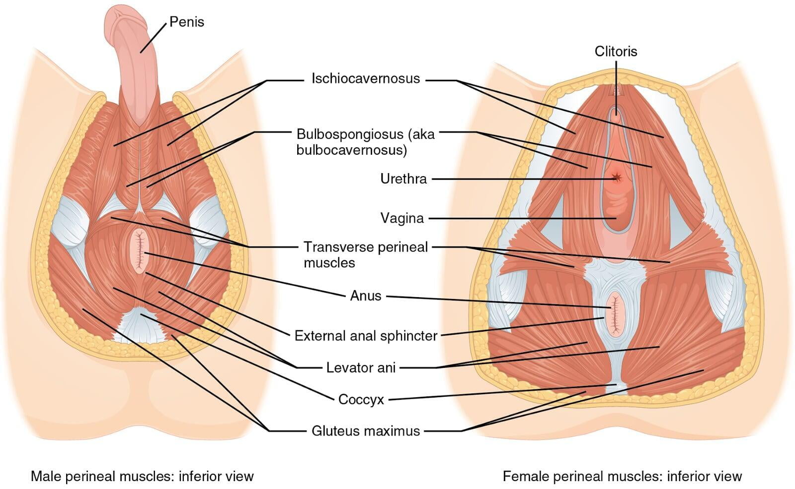 The Female vs. Male Pelvic Floor