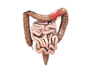 Understanding Bowel Function